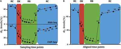 Elucidating the Role of Chromatin State and Transcription Factors on the Regulation of the Yeast Metabolic Cycle: A Multi-Omic Integrative Approach